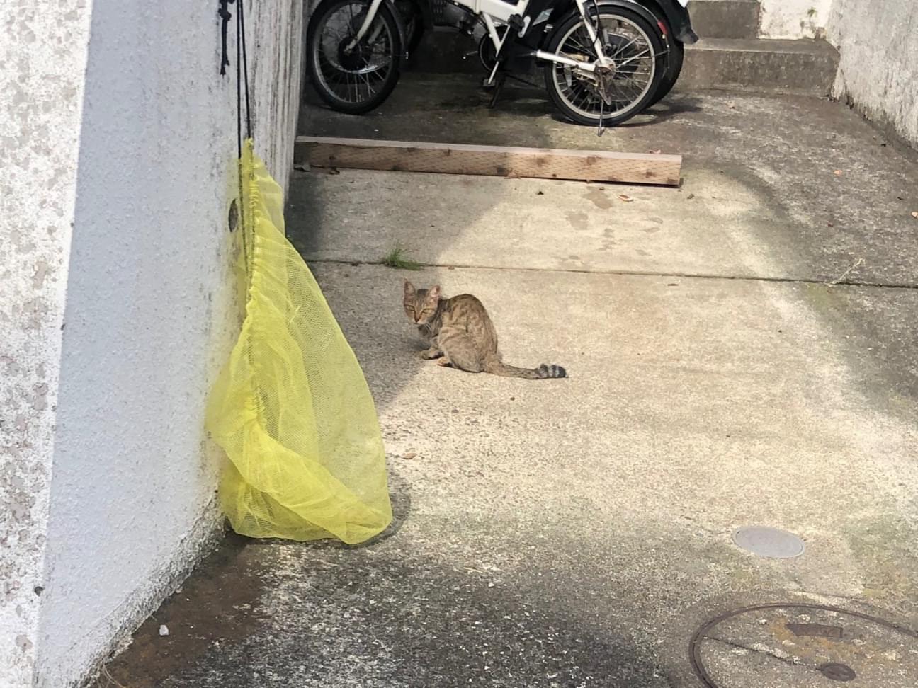 目撃された猫 目撃された猫