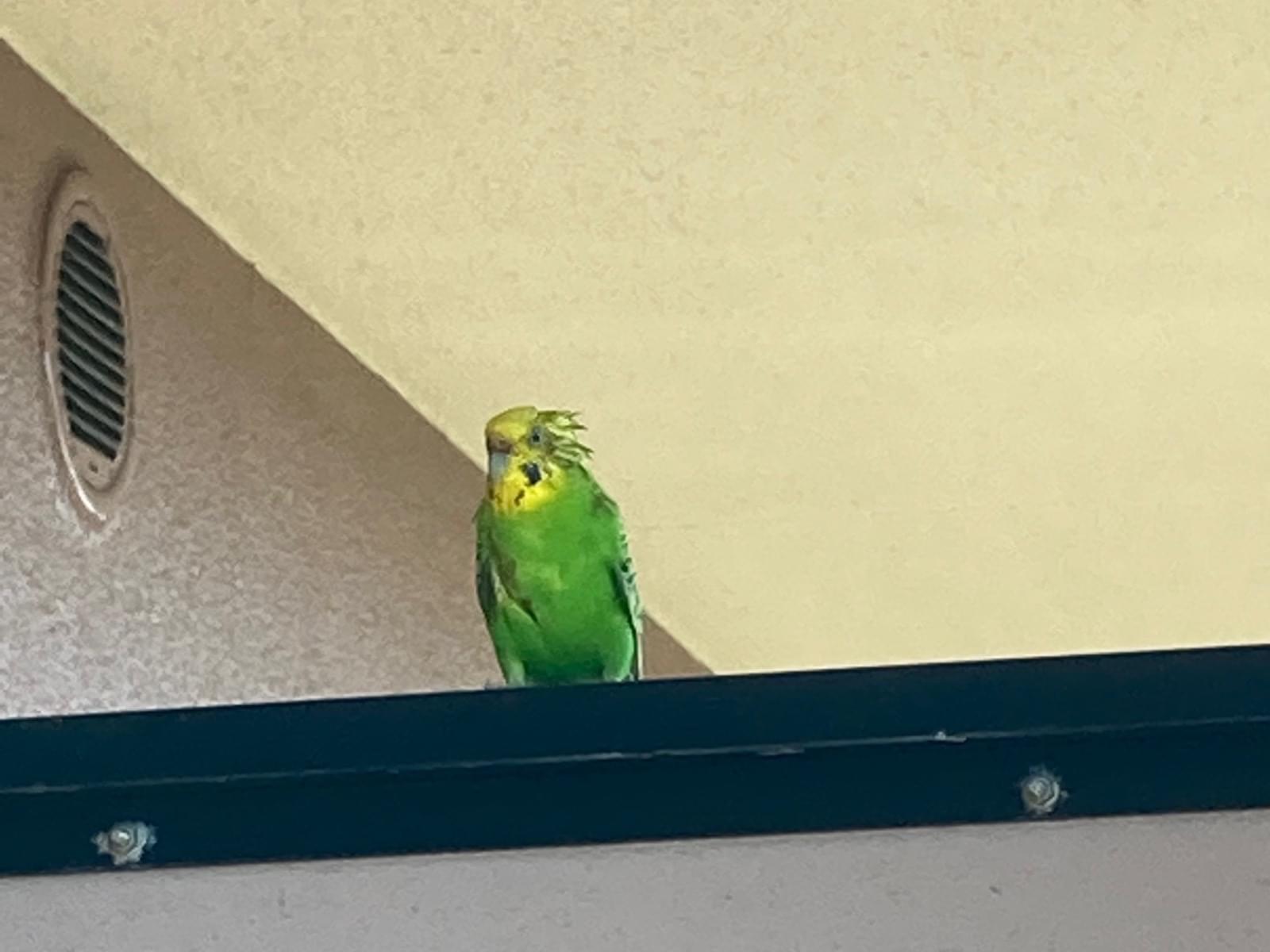 目撃された鳥 目撃された鳥
