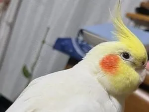 オカメインコ ルチノー コロスケ(オス)