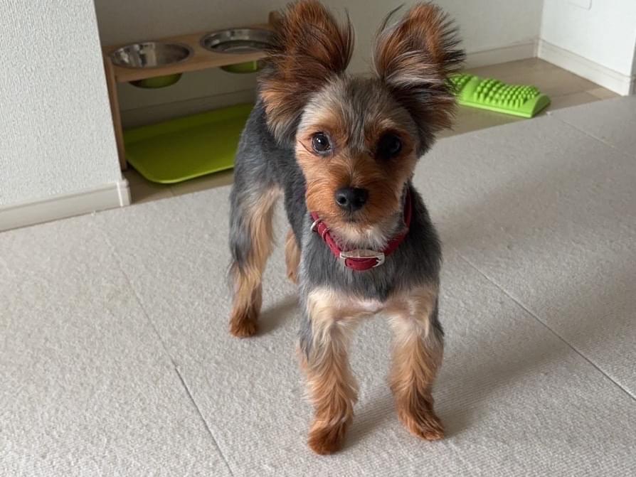 ウリちゃん ウリちゃん