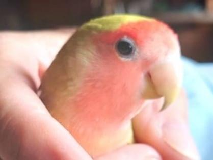 保護された鳥 保護された鳥