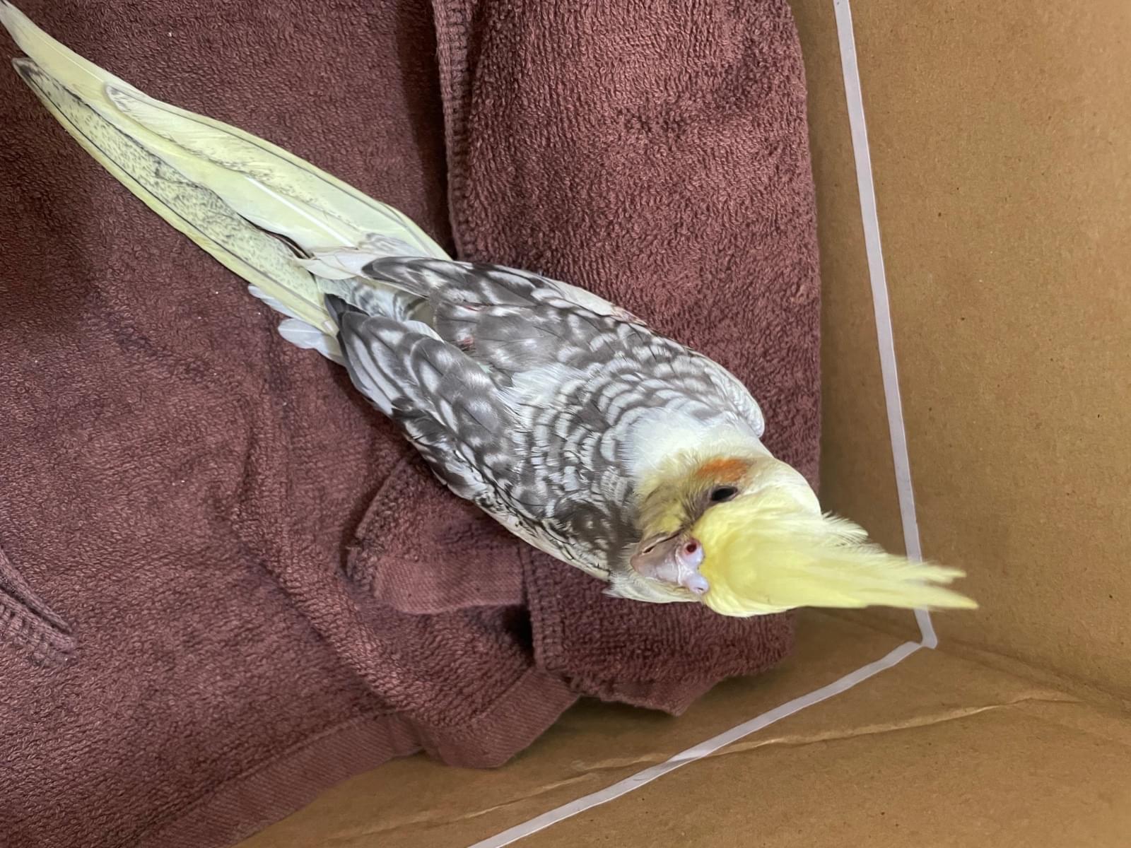保護された鳥
