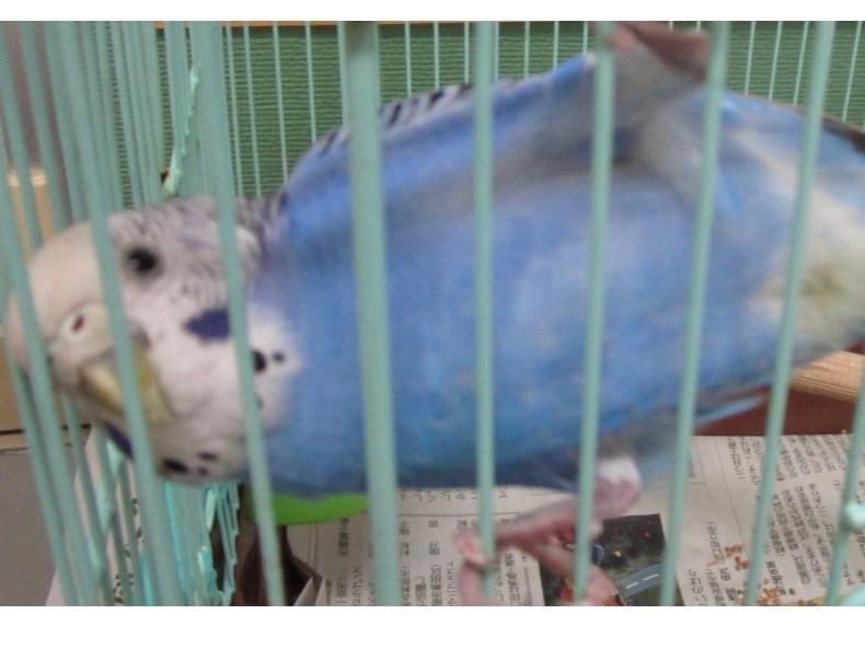 保護された鳥 保護された鳥