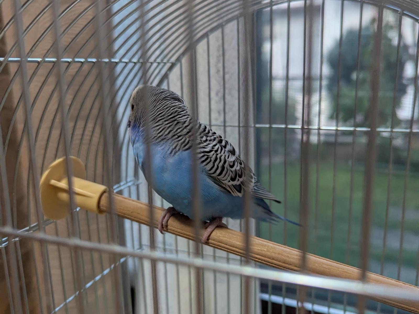 保護された鳥 保護された鳥