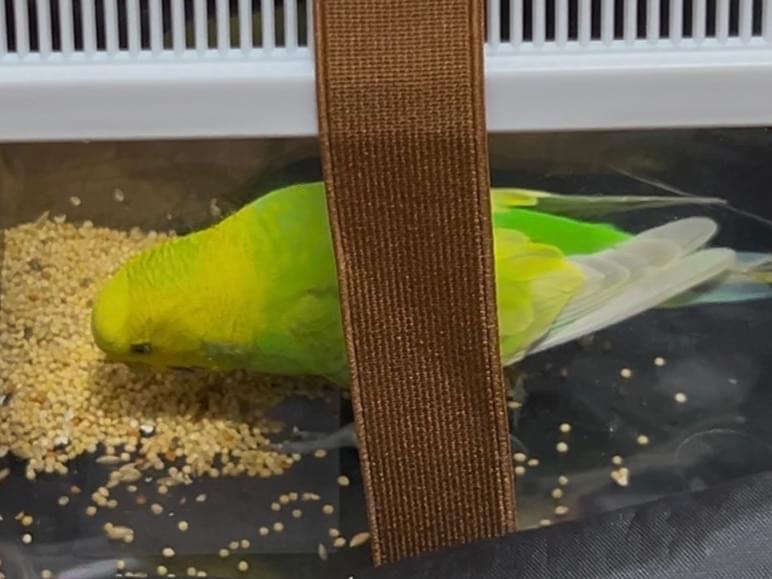 保護された鳥 保護された鳥