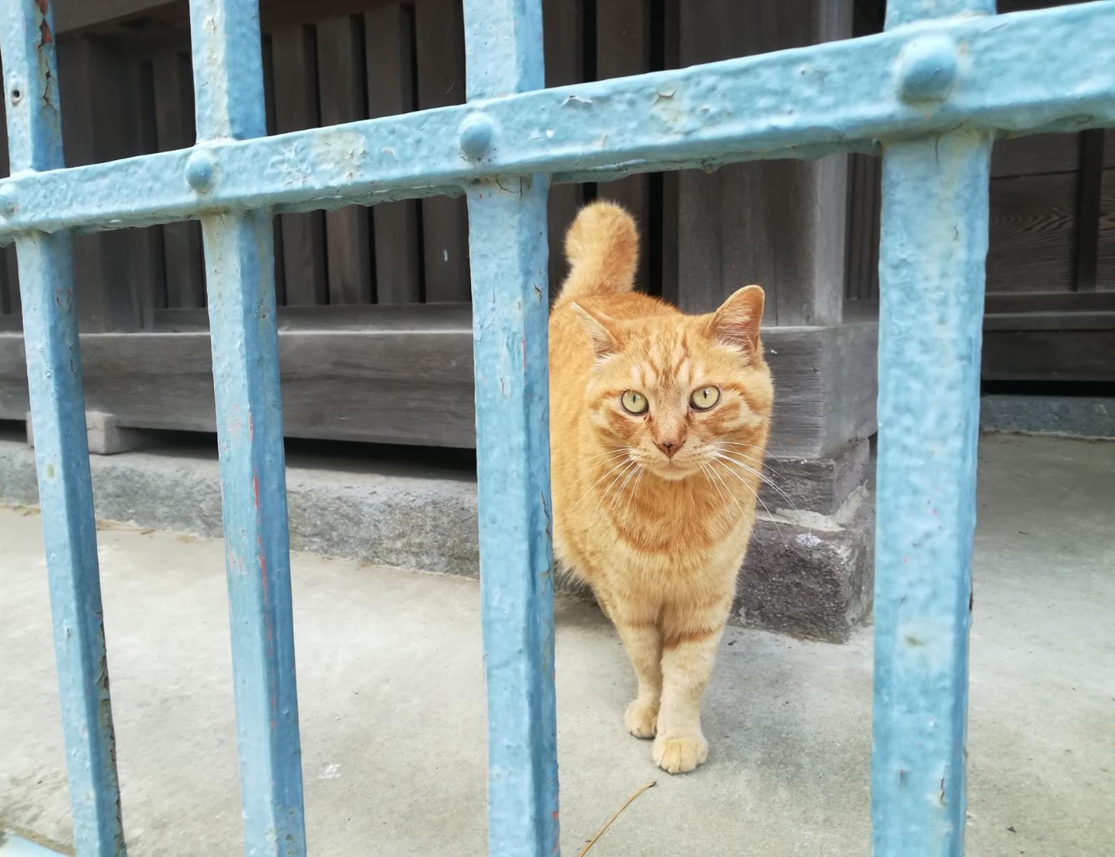 江戸川区】 大きめ茶トラ・オス猫 【脱走】