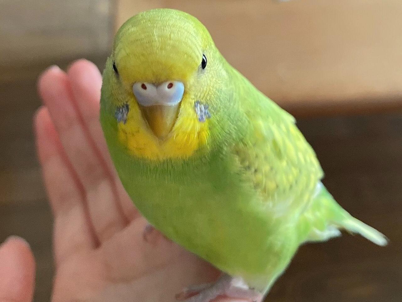ピーちゃん ピーちゃん