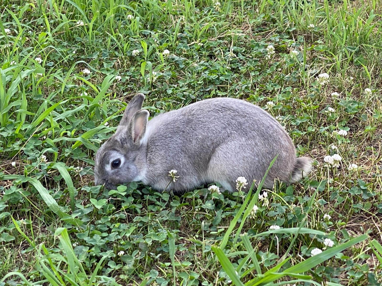 目撃されたペット 目撃されたペット