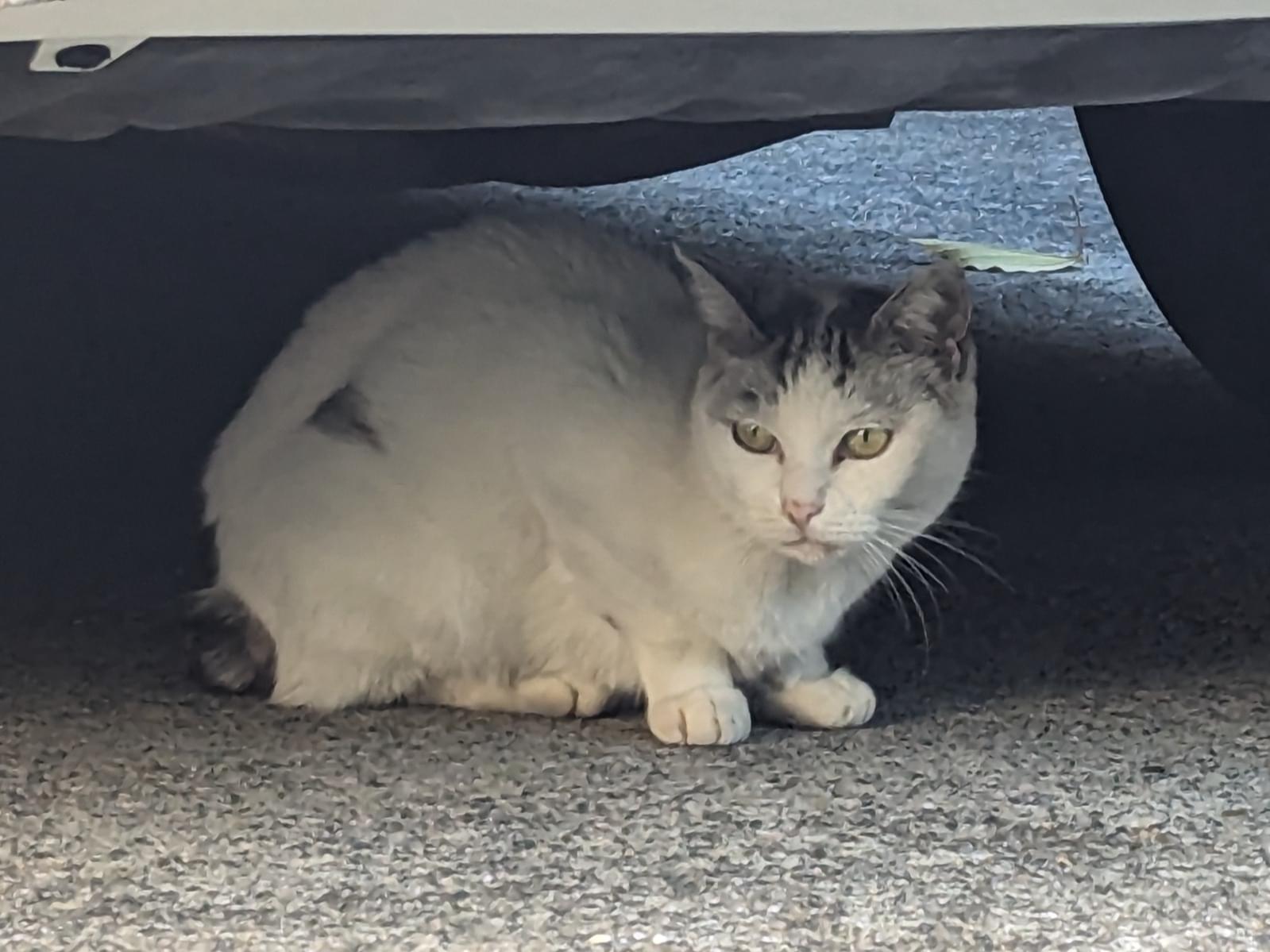 目撃された猫 目撃された猫