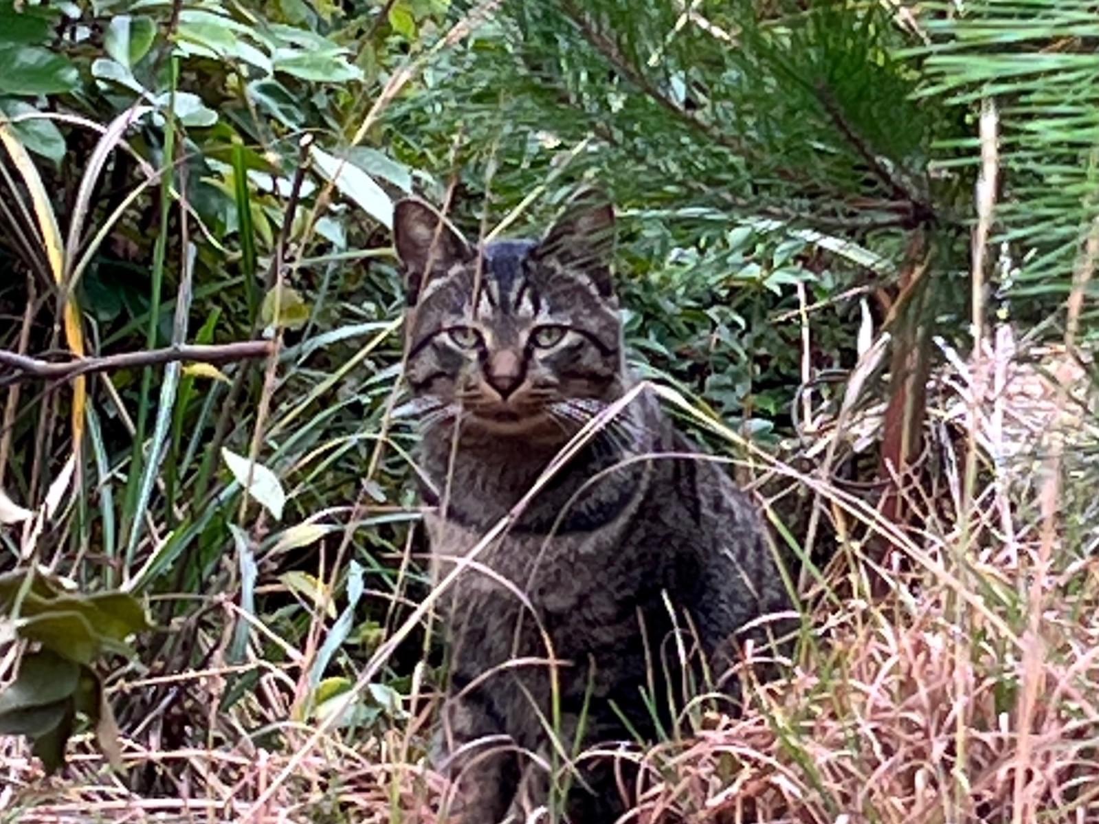 目撃された猫 目撃された猫