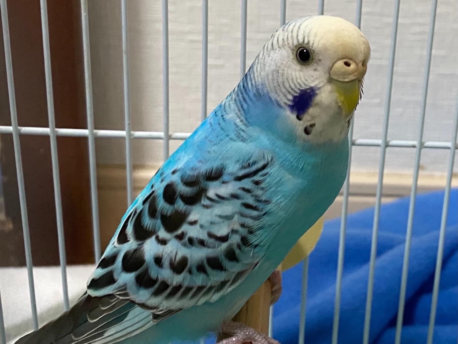 保護された鳥 保護された鳥