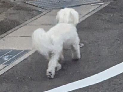 目撃された犬 目撃された犬