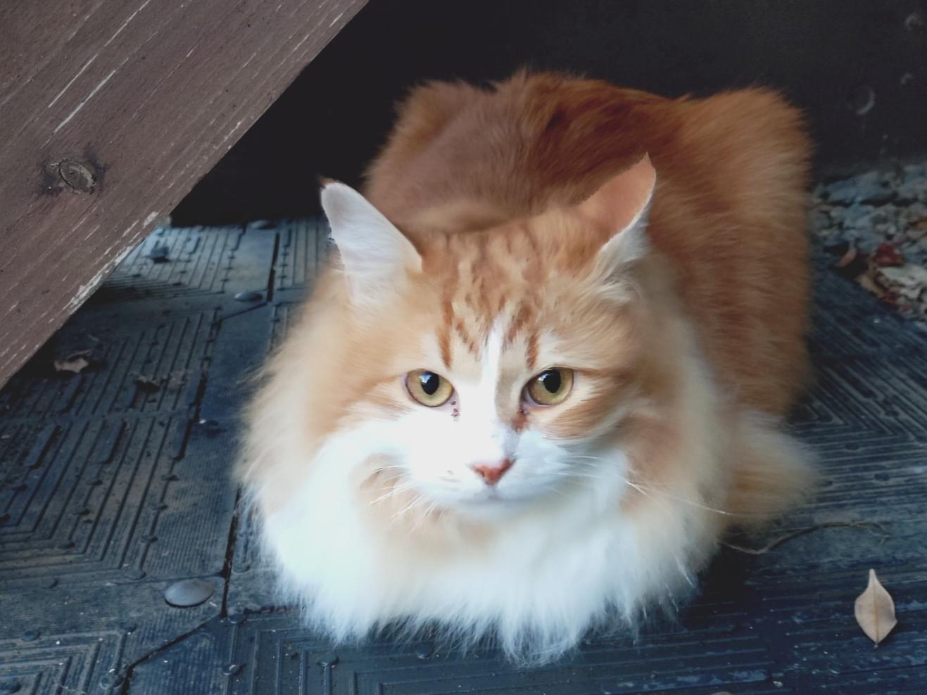 目撃された猫 目撃された猫