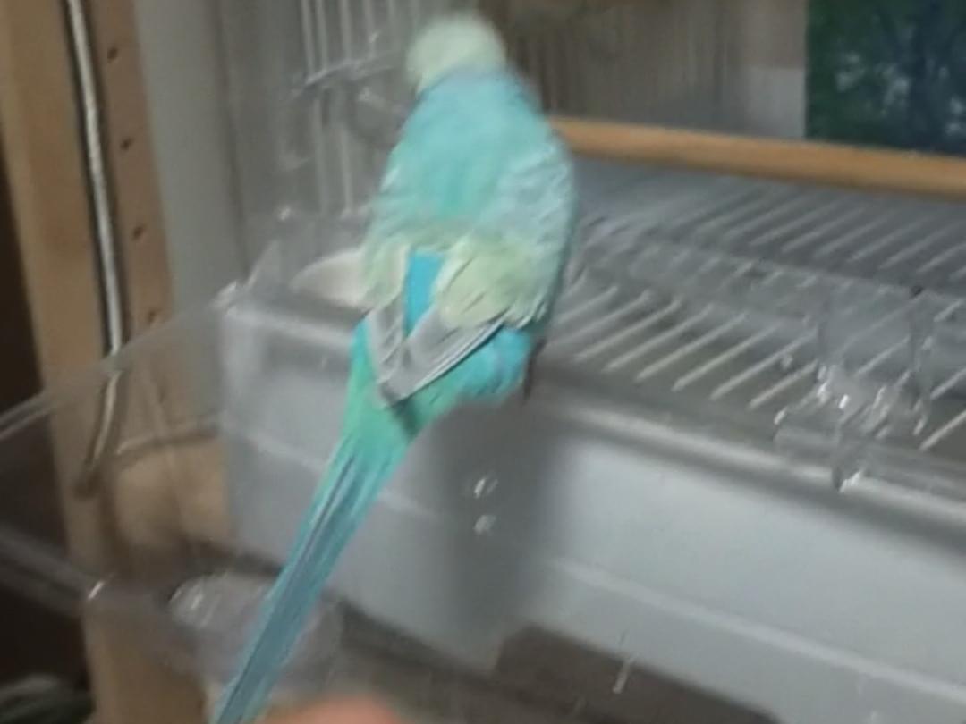 レモンちゃん レモンちゃん