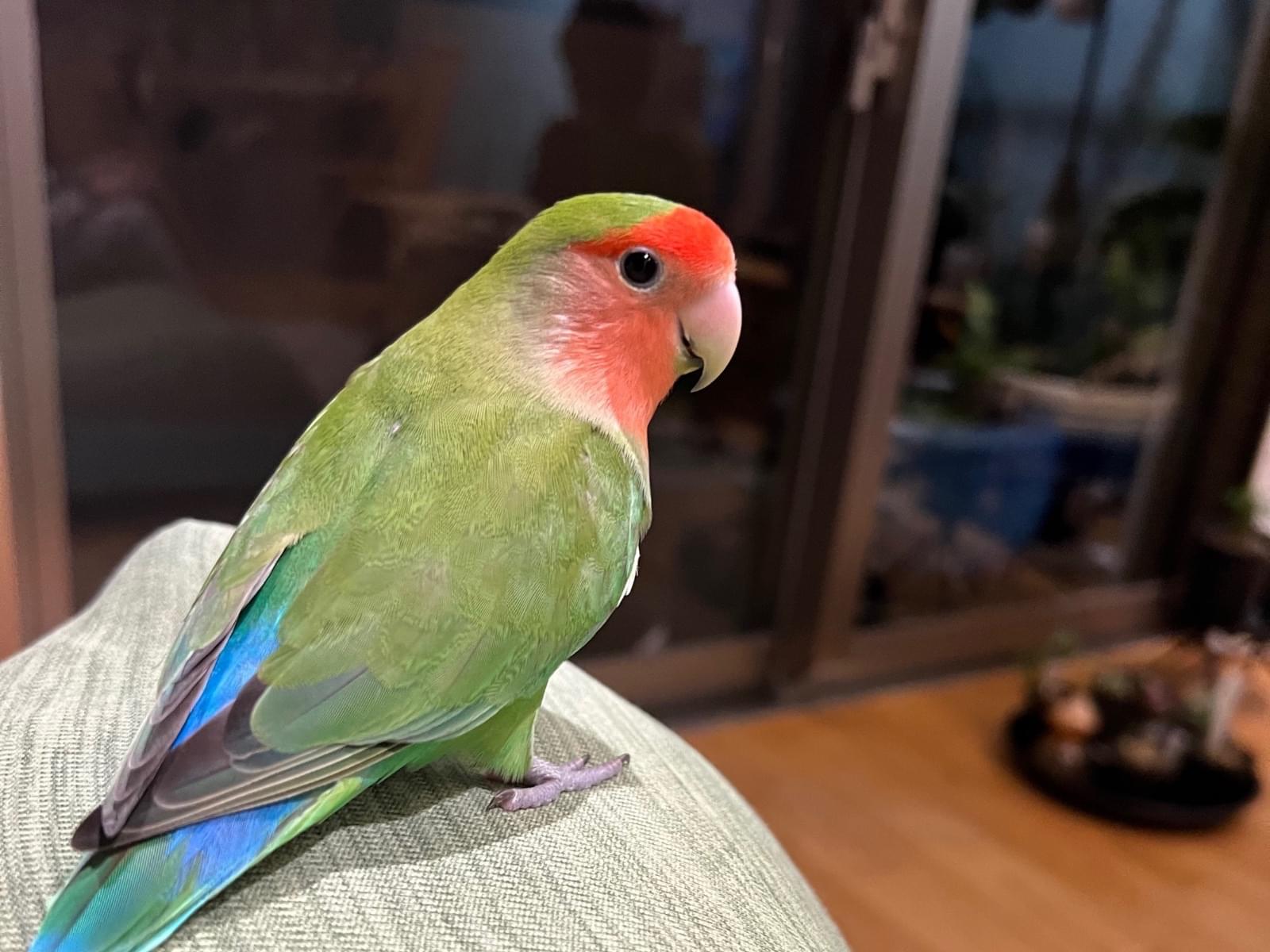 すずちゃん