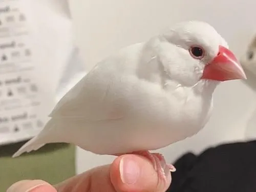 白文鳥を探しています!!!