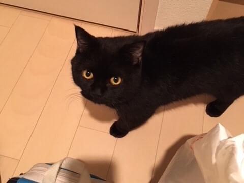 クロちゃん クロちゃん