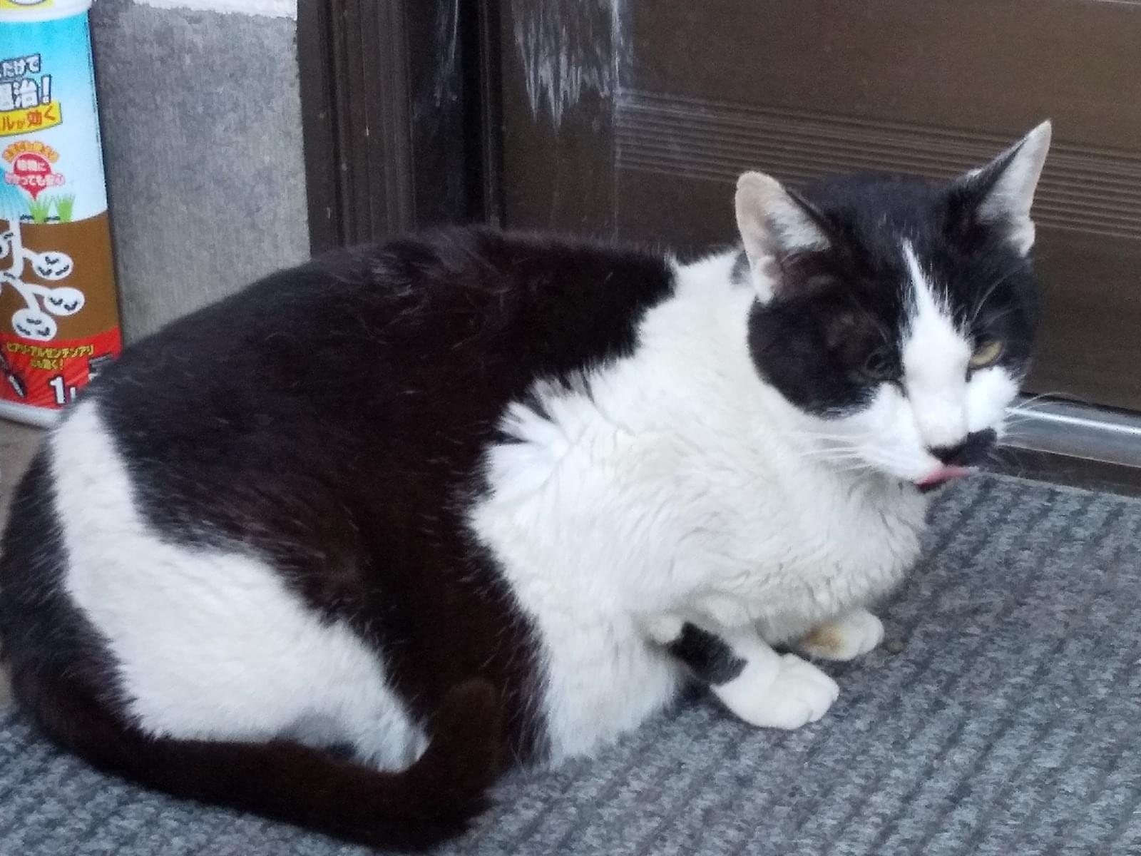 目撃された猫 目撃された猫