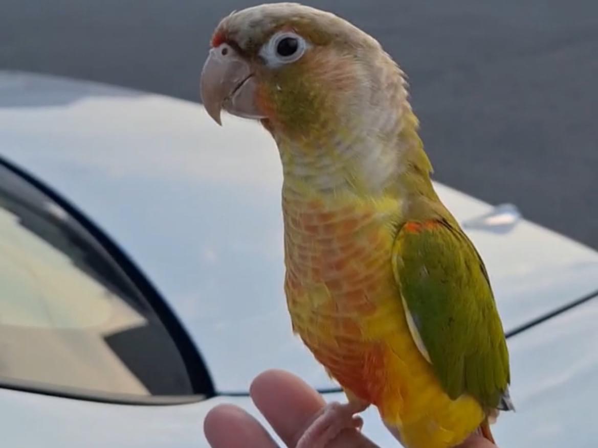 保護された鳥 保護された鳥