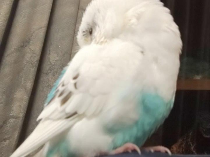 ガロちゃん ガロちゃん