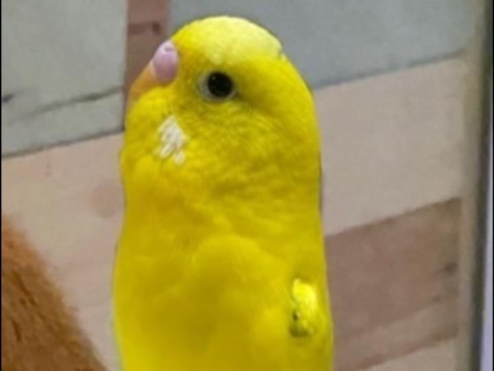 ちこちゃん ちこちゃん