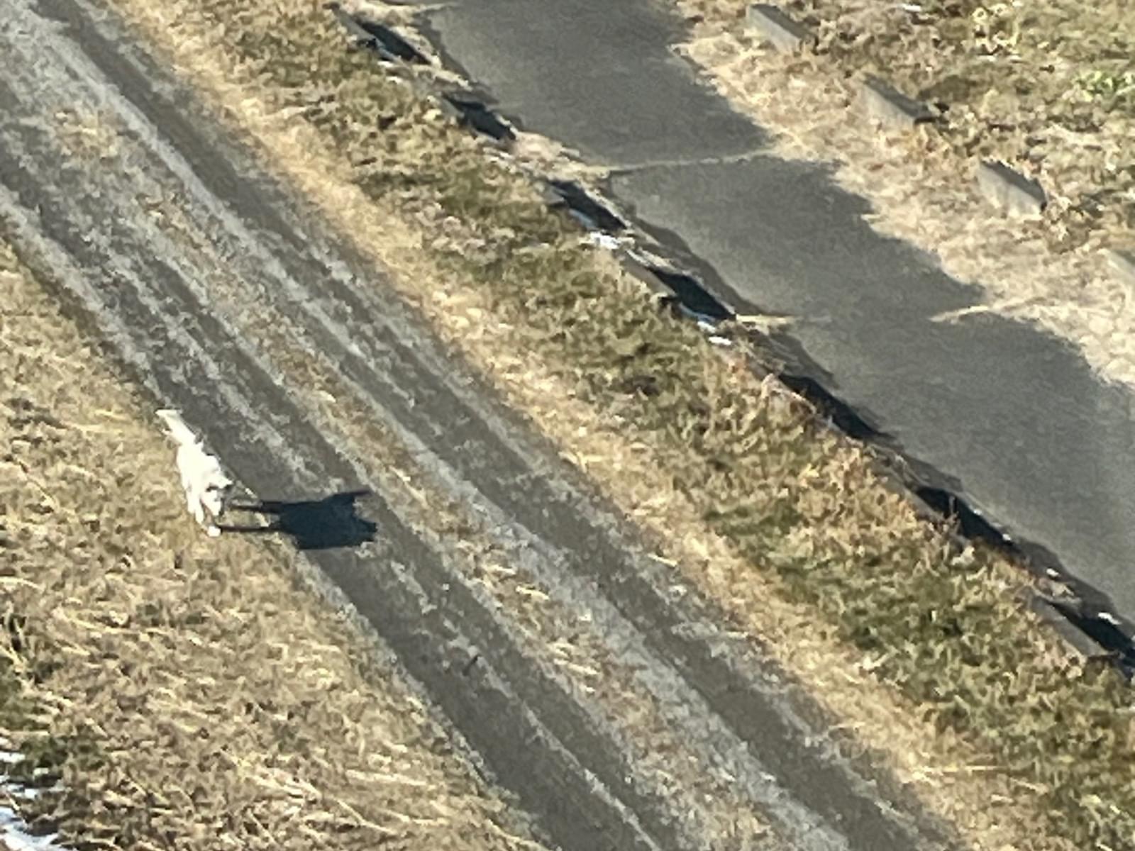 目撃された犬 目撃された犬