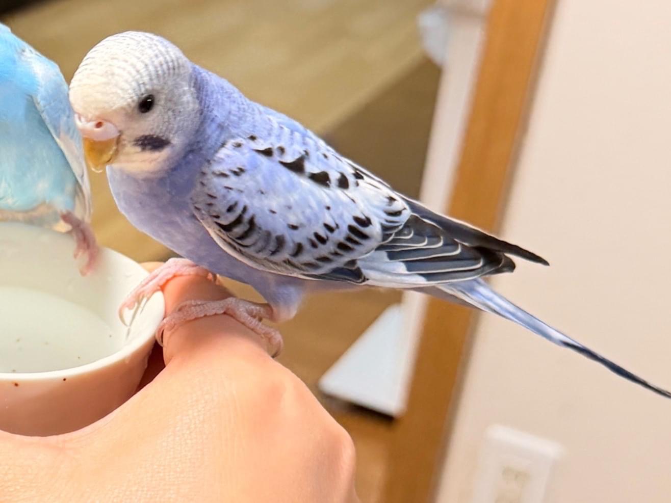 ムラちゃん ムラちゃん