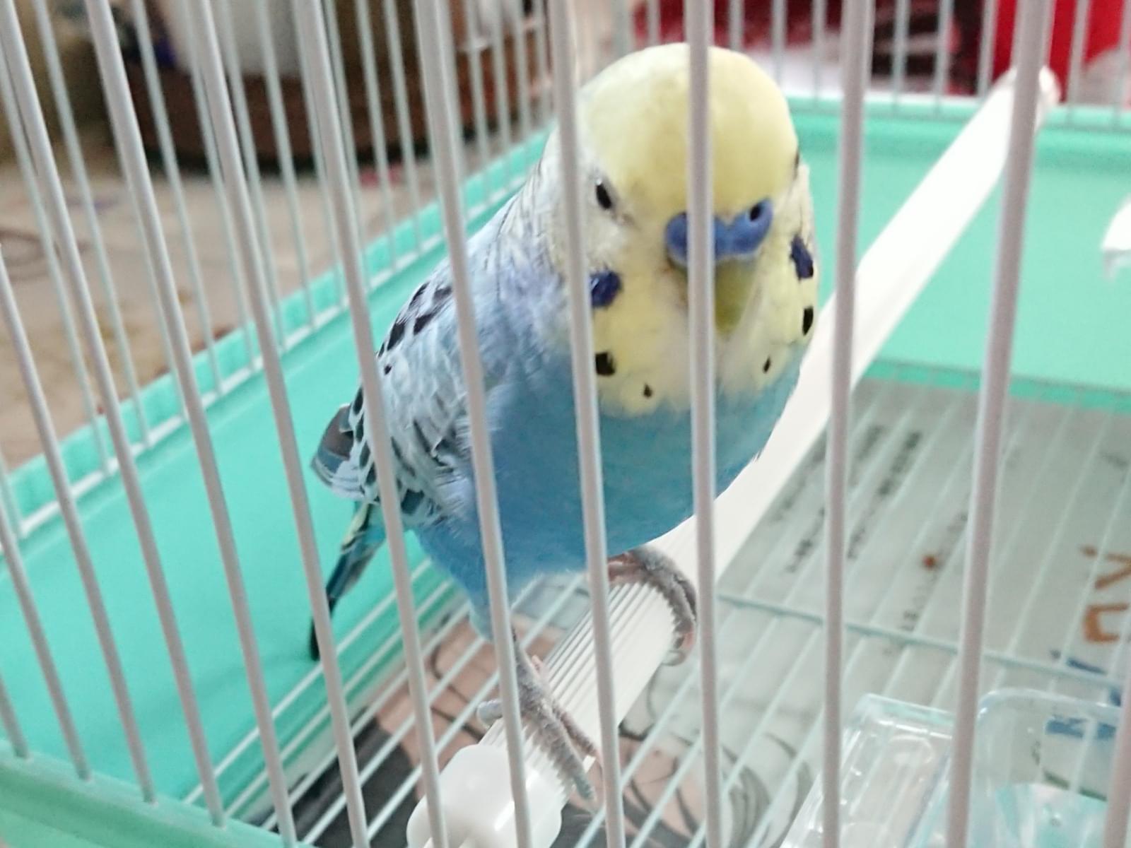 保護された鳥 保護された鳥