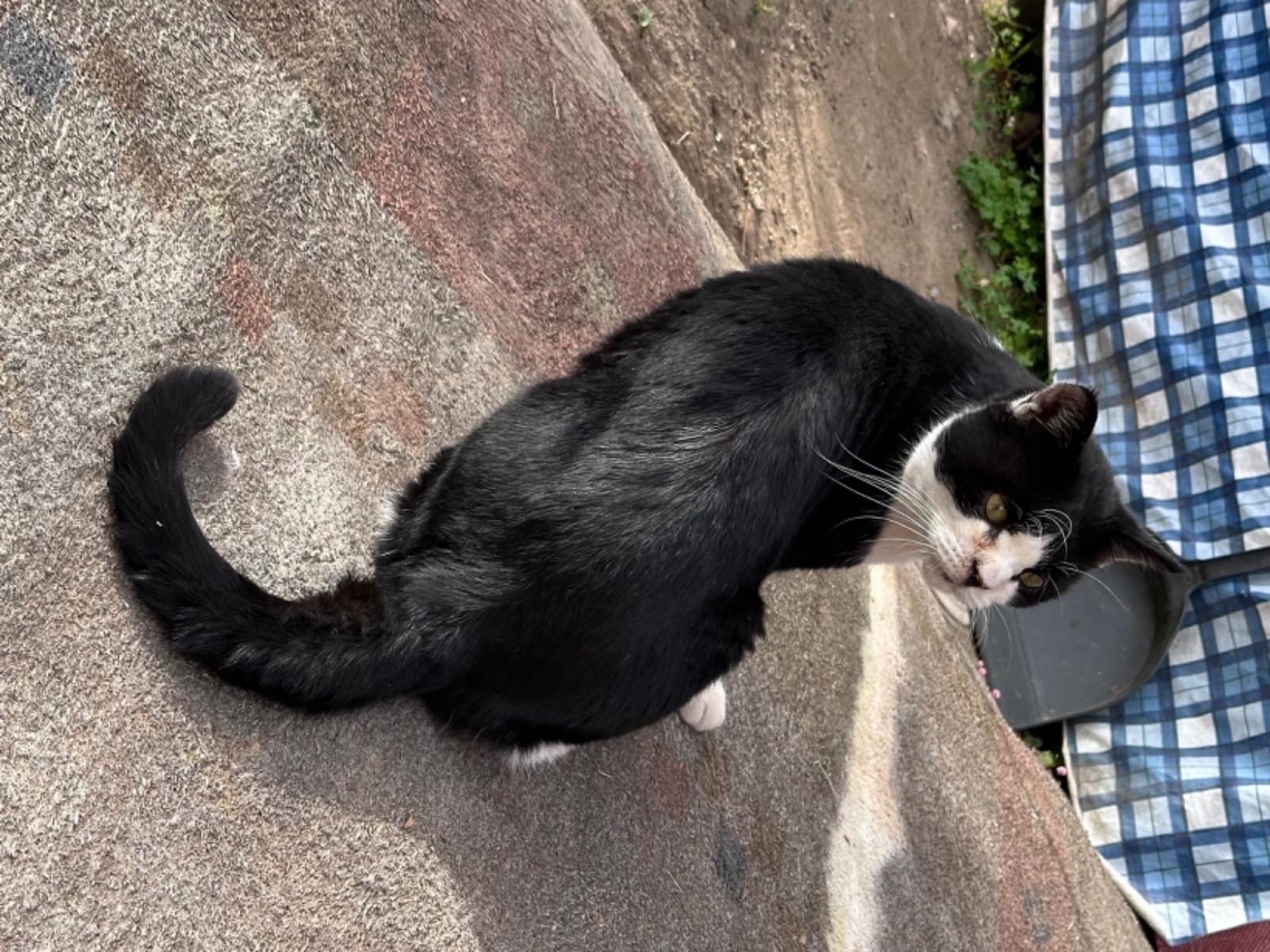 目撃された猫 目撃された猫