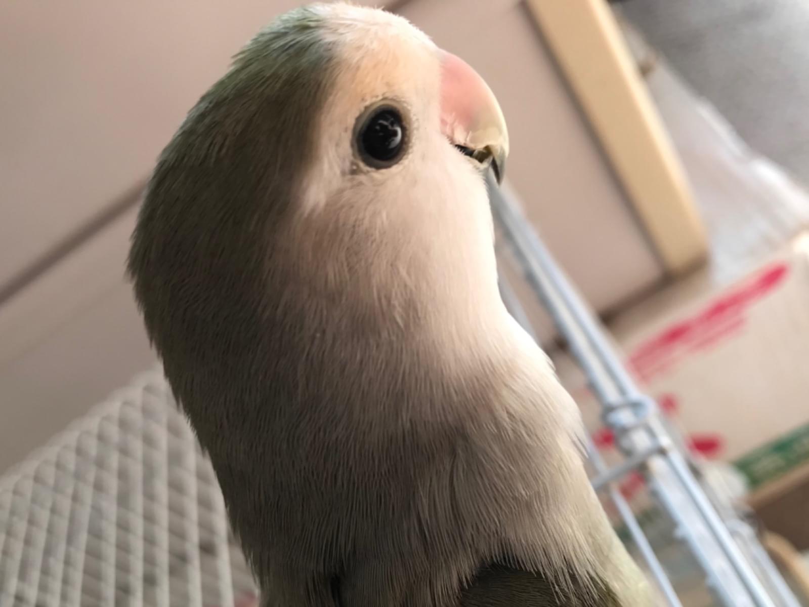 ピーちゃん ピーちゃん