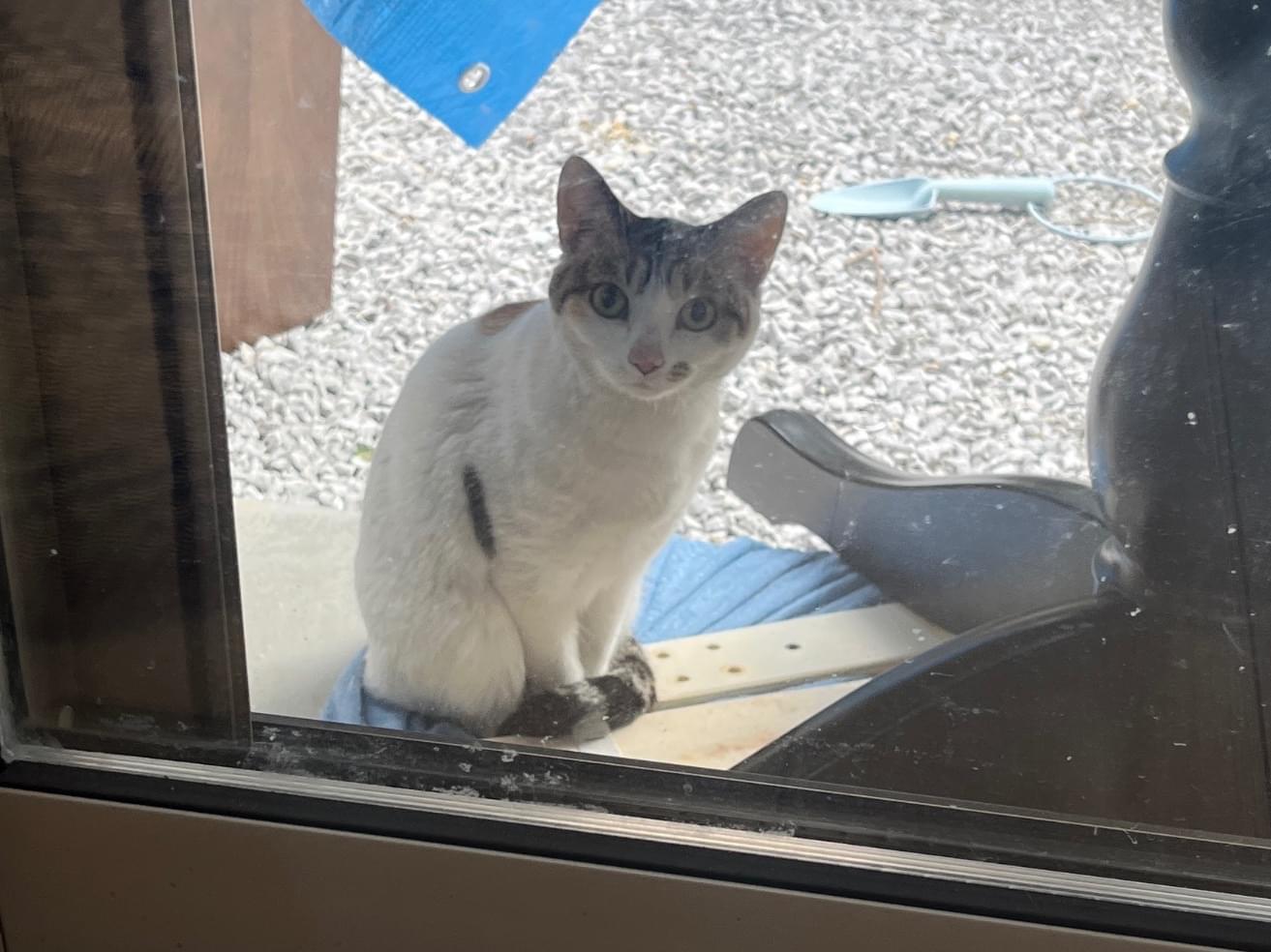 目撃された猫 目撃された猫