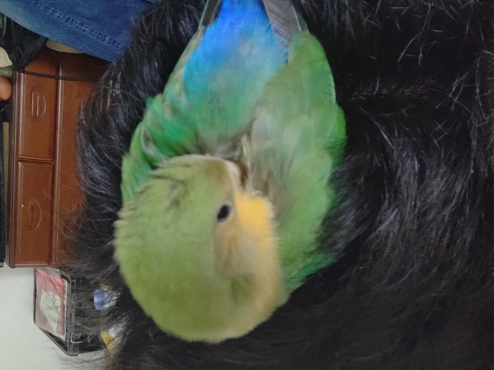 もんちゃん