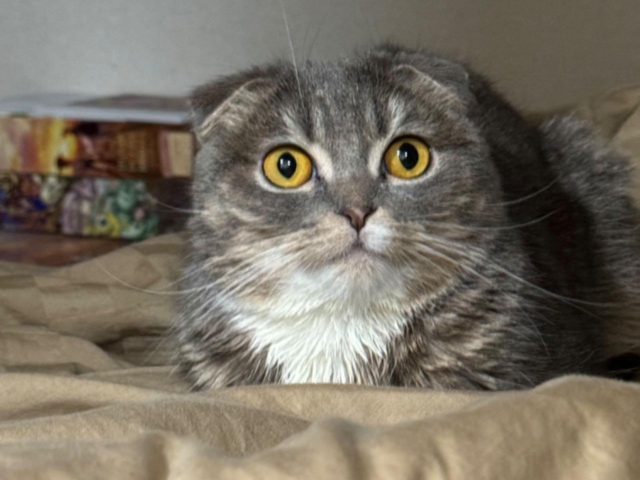 グレーちゃん グレーちゃん