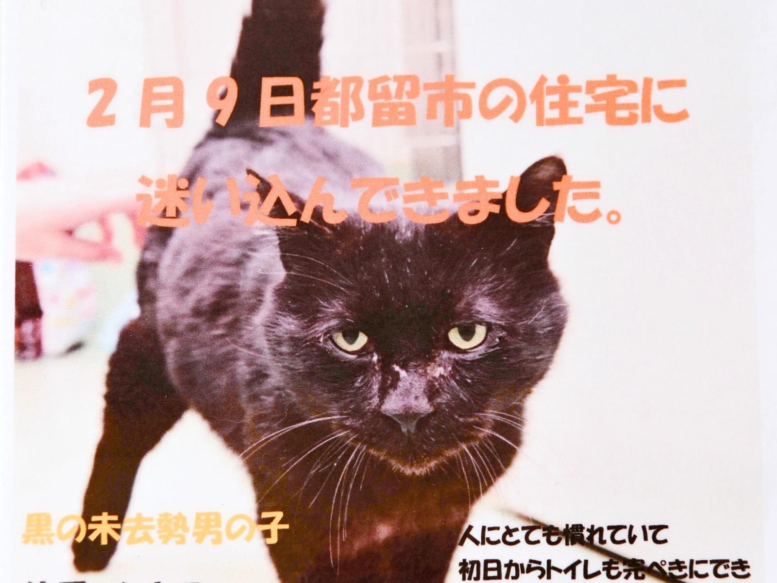 保護された猫