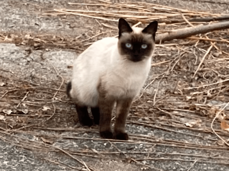 目撃された猫 目撃された猫