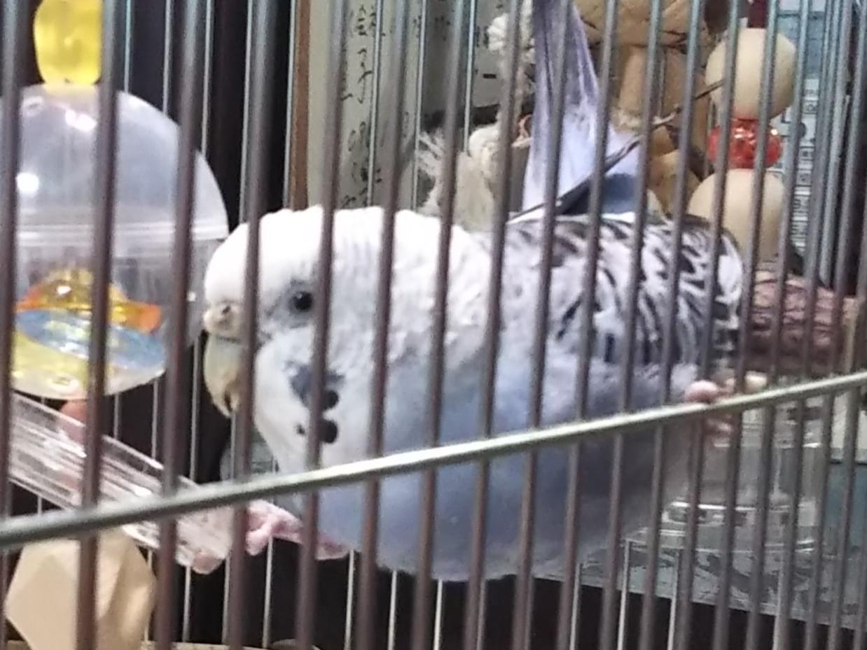 ぴーこちゃん ぴーこちゃん