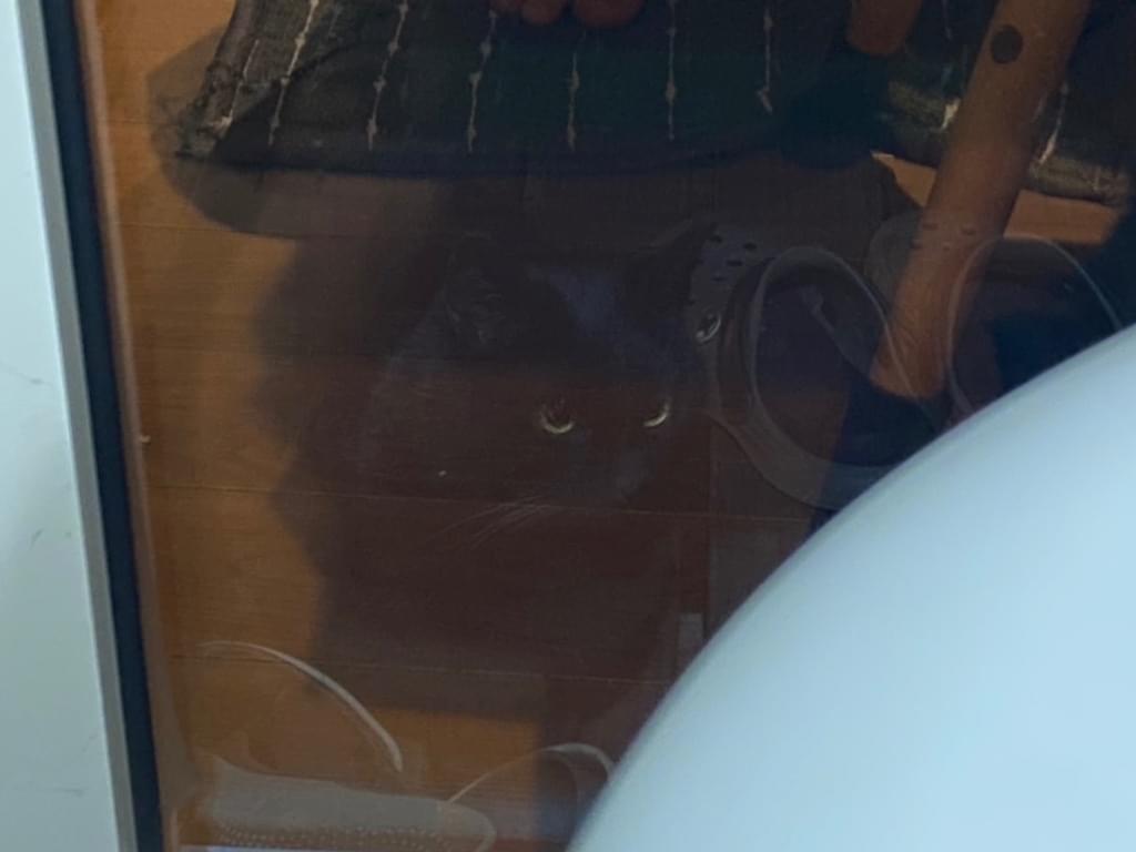 目撃された猫 目撃された猫