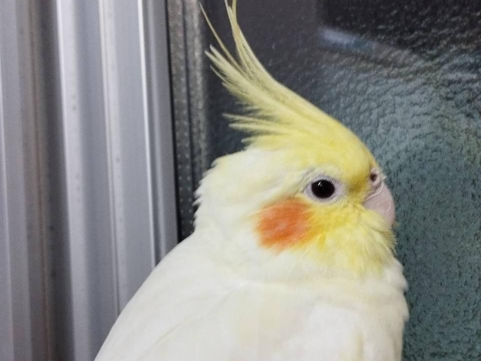 ひよちゃん ひよちゃん