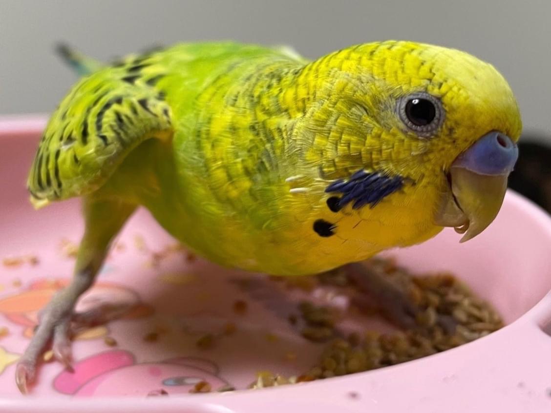 ライトくんちゃん ライトくんちゃん