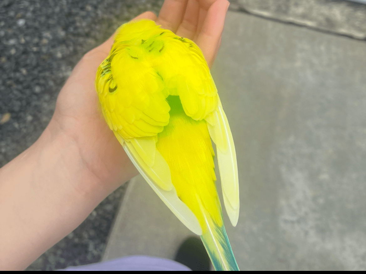 保護された鳥