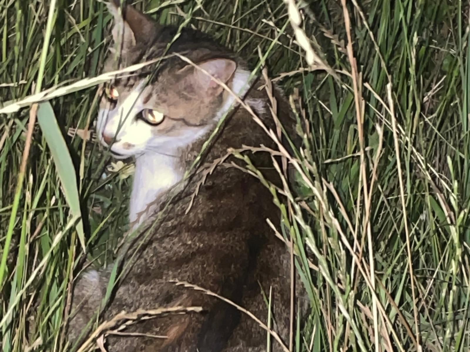 目撃された猫 目撃された猫