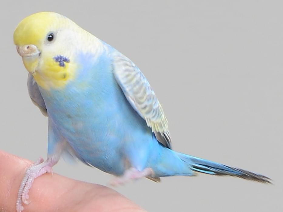 保護された鳥 保護された鳥