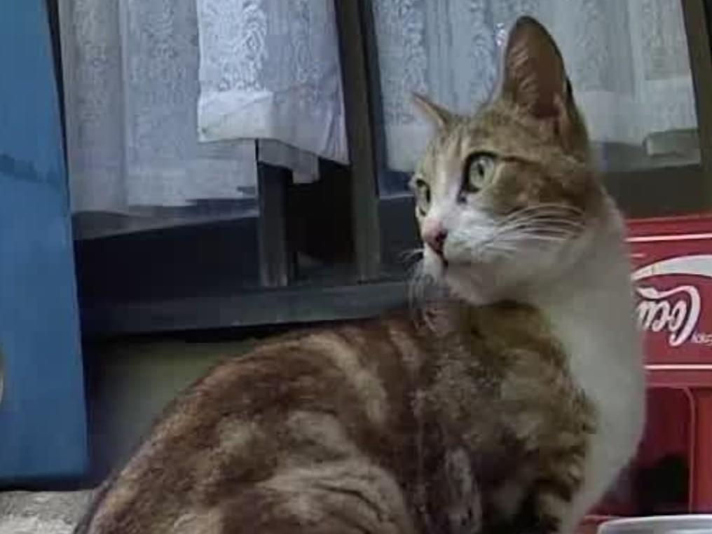 目撃された猫 目撃された猫