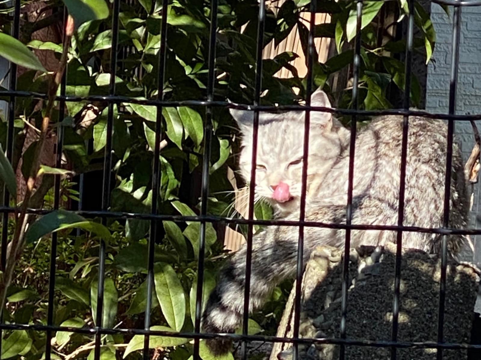 目撃された猫 目撃された猫