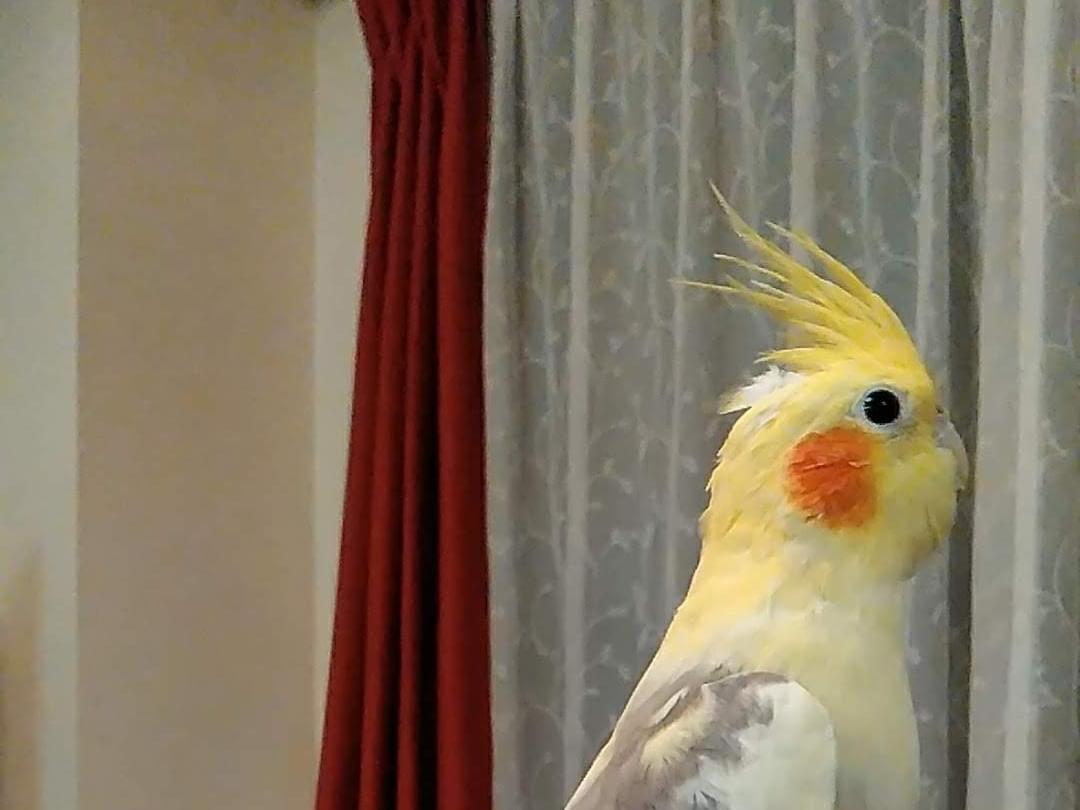 ピー太ちゃん ピー太ちゃん