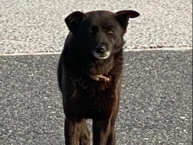 目撃された犬 目撃された犬