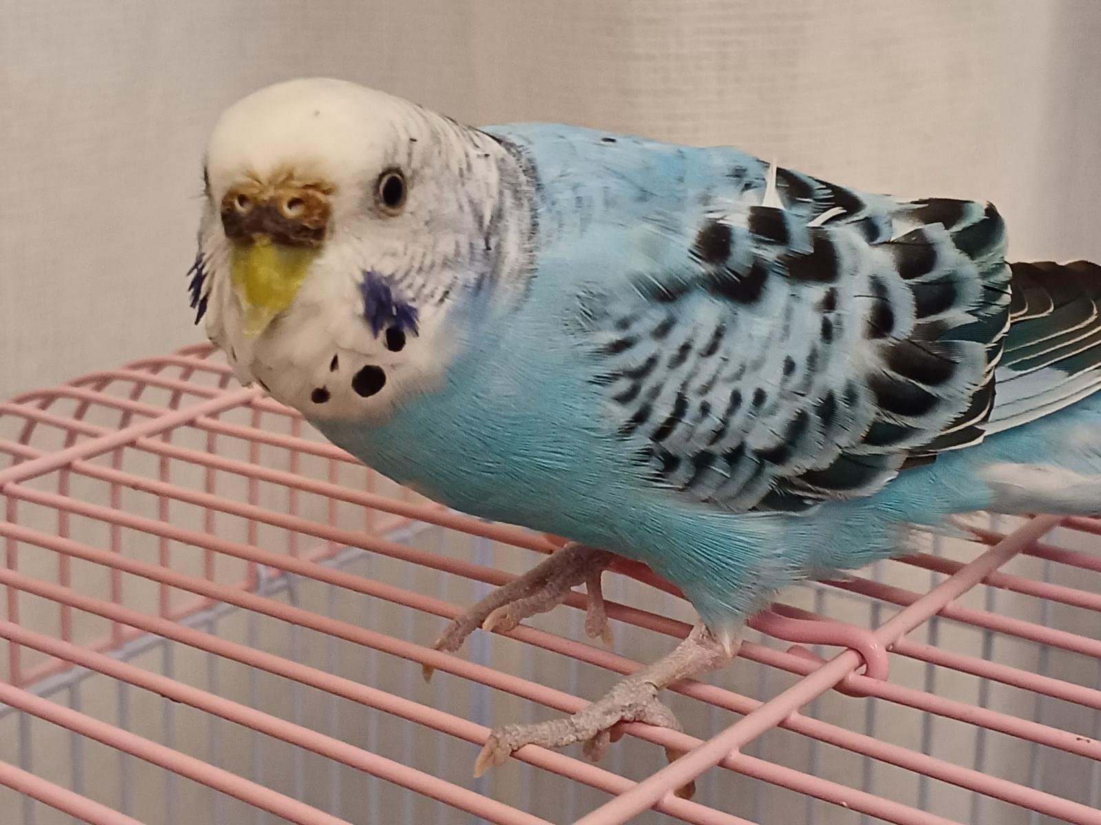 ももちゃん ももちゃん