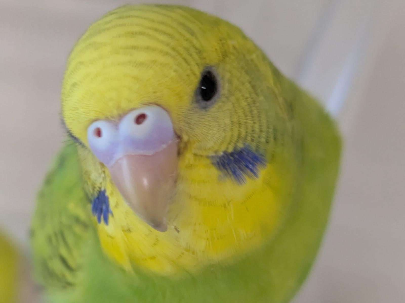 ゆうとちゃん ゆうとちゃん