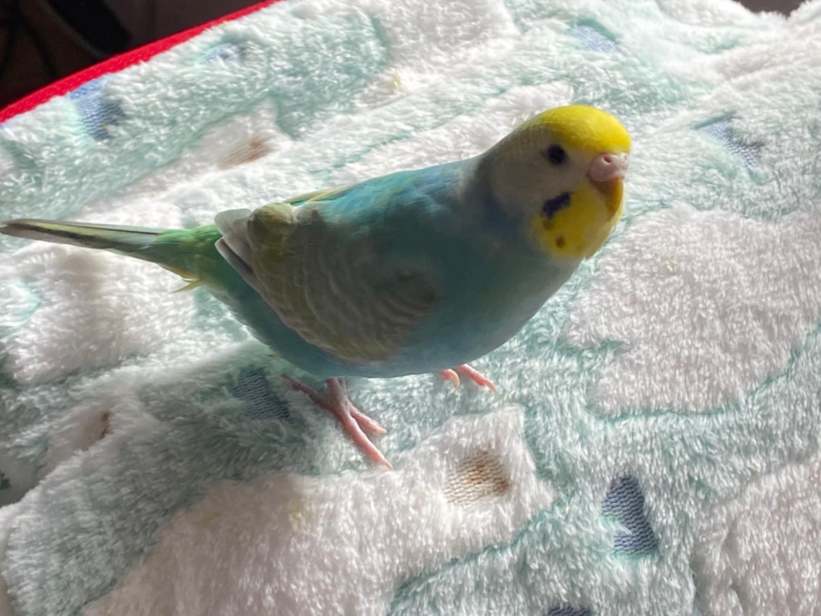 ラムネちゃん ラムネちゃん