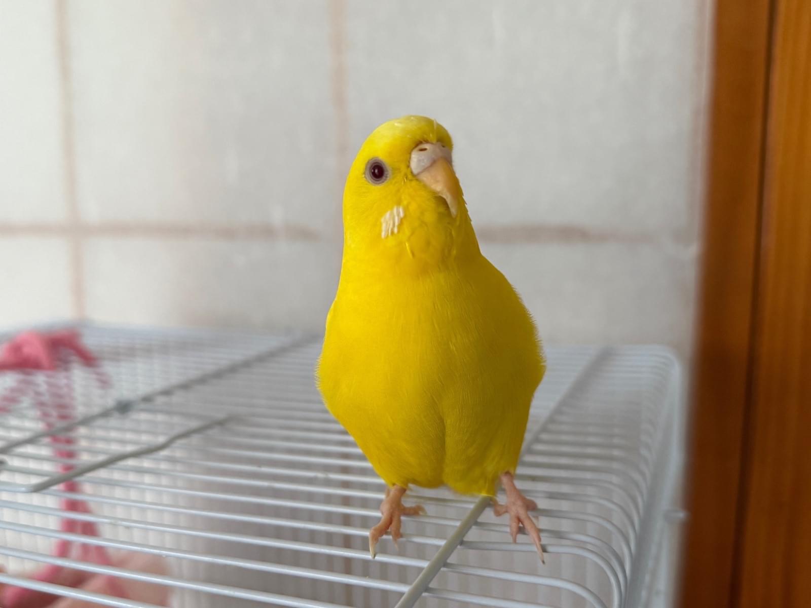 からあげちゃん からあげちゃん